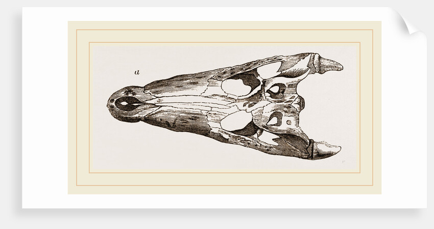 Skulls of Crocodile and Caiman by Anonymous