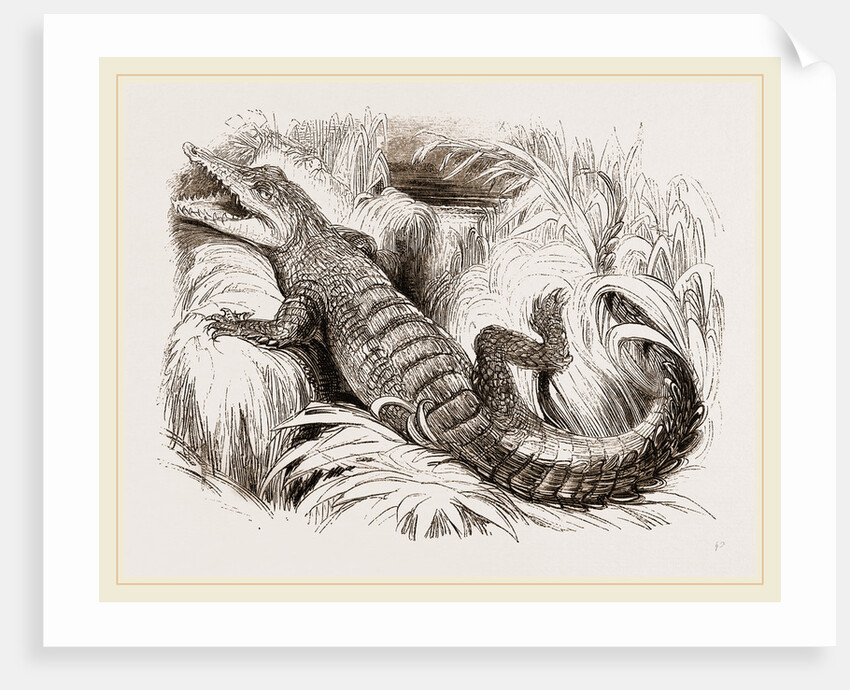 Common Crocodile by Anonymous