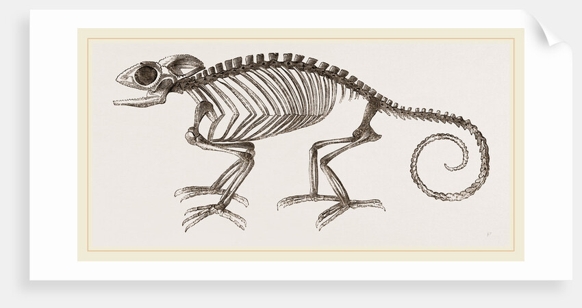 Skeleton of Chameleon by Anonymous
