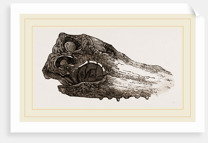 Skull of Crocodile Fossil by Anonymous
