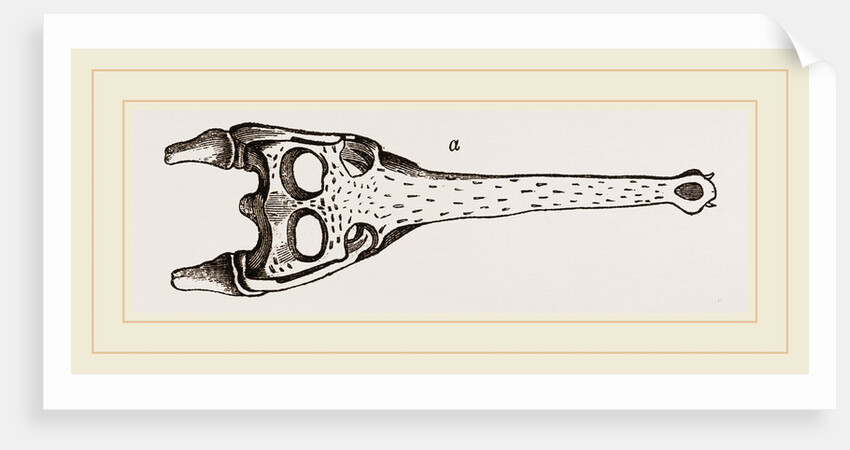 Head of Gavial by Anonymous