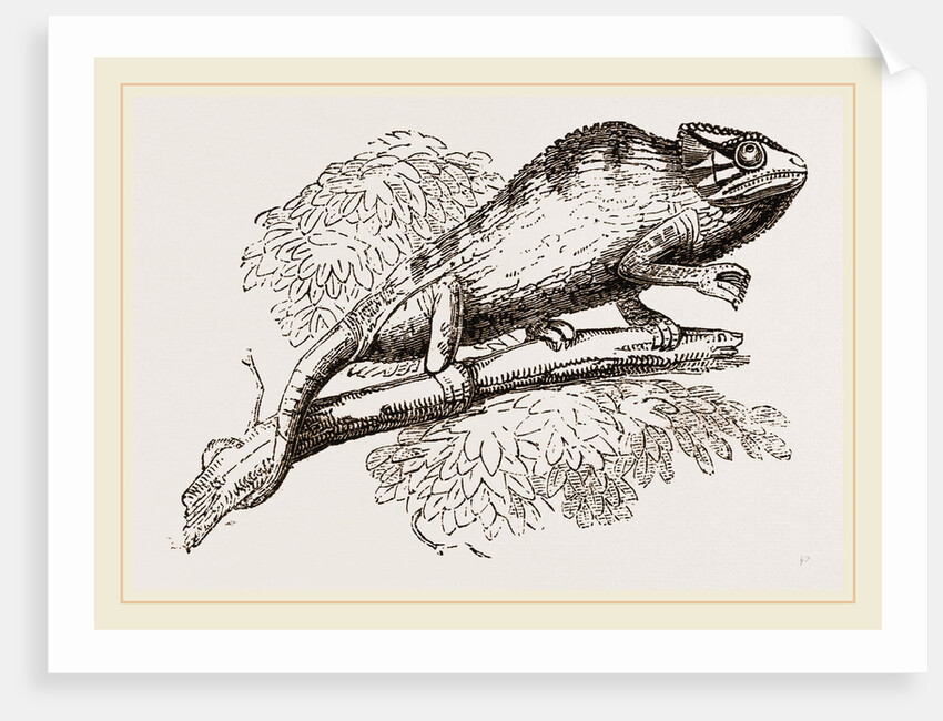 Common Chameleon by Anonymous