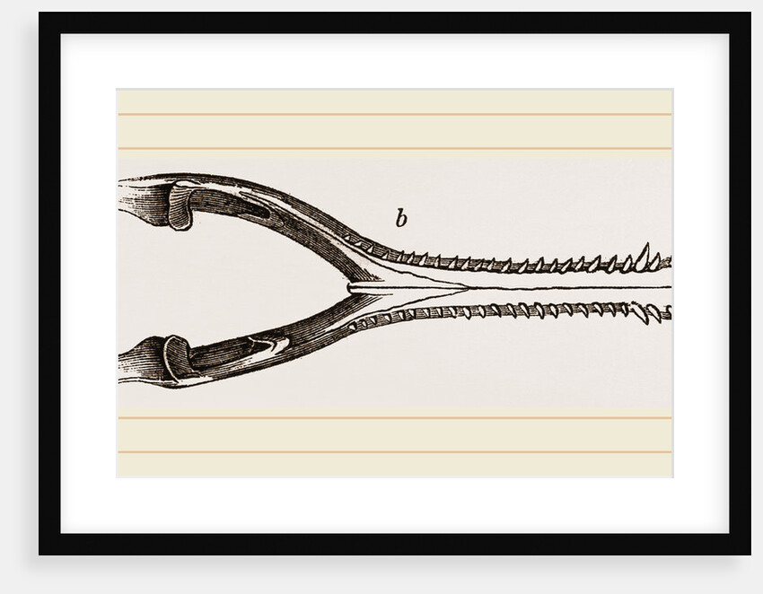 Head of Gavial by Anonymous