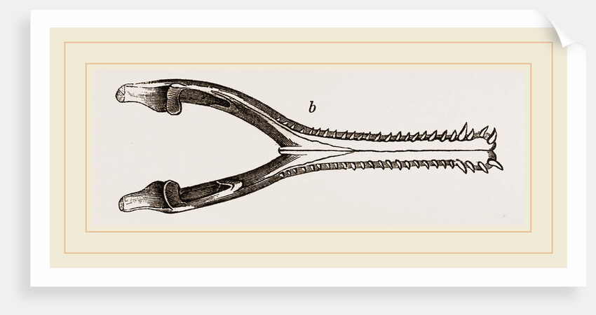 Head of Gavial by Anonymous