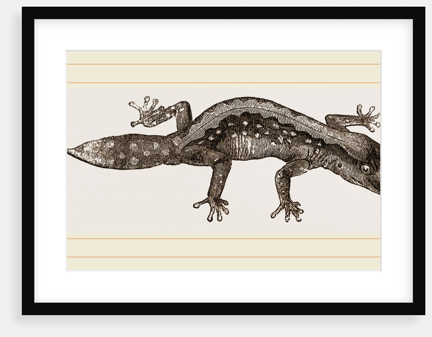 Banded Gecko by Anonymous