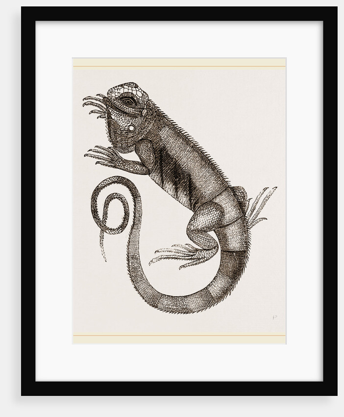 Common Inguana by Anonymous