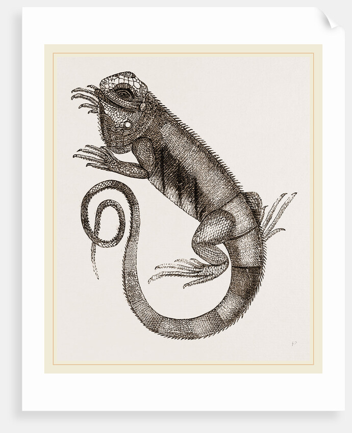 Common Inguana by Anonymous