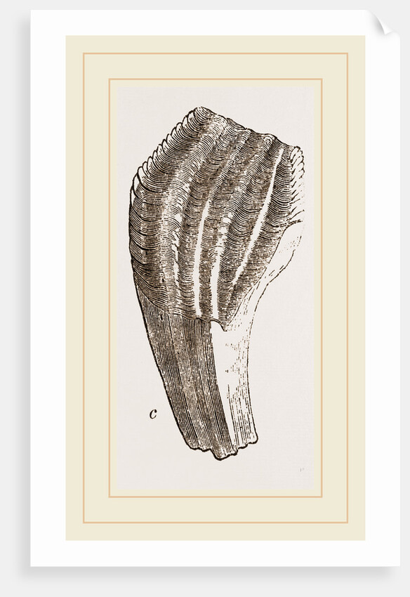 Teeth of Iguanodon by Anonymous