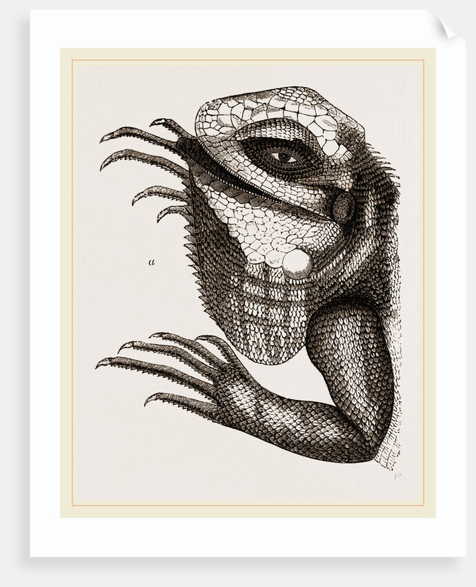 Head of Iguana by Anonymous