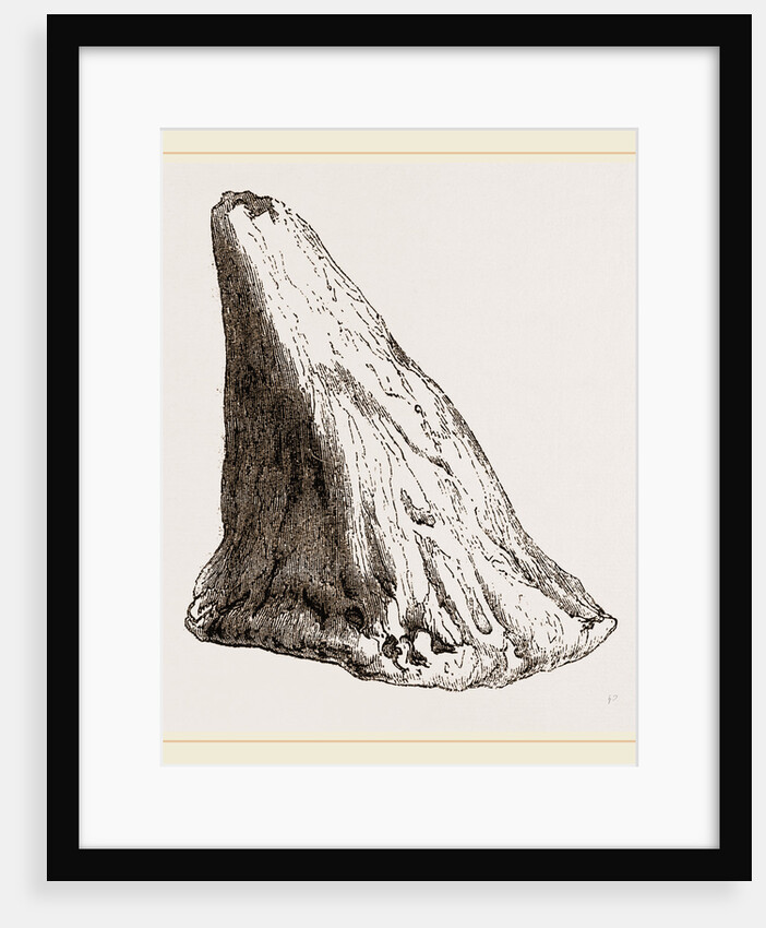 Nasal Horn of Iguanodon by Anonymous
