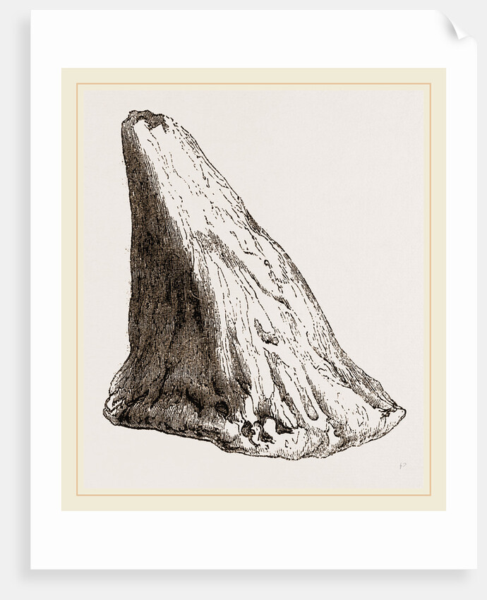 Nasal Horn of Iguanodon by Anonymous