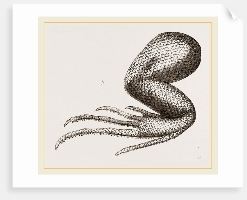 Limbs of Iguana by Anonymous