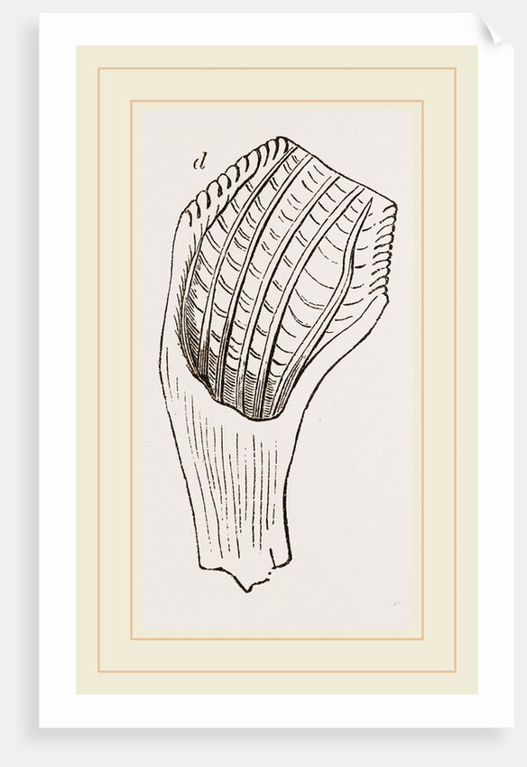 Teeth of Fossil Iguanodon by Anonymous