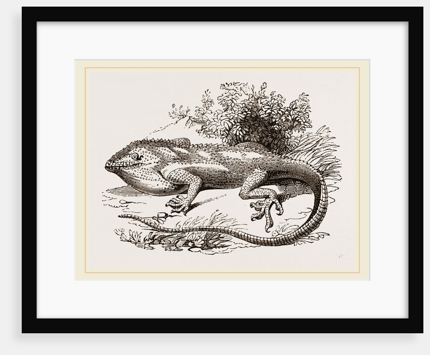 White-scarfed Anolis by Anonymous