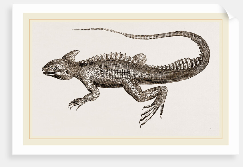 Hooded Basilisk by Anonymous