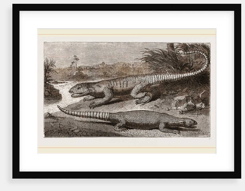 Common Stellio and Spine-footed Stellio by Anonymous