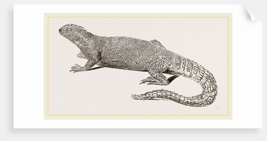 Spine-footed Stellio by Anonymous