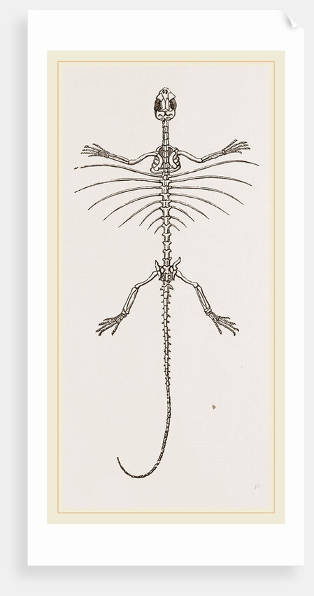 Skeleton of Fringed Dragon by Anonymous