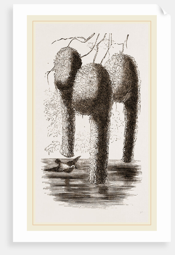 Nests of Pensile Weaver Birds by Anonymous