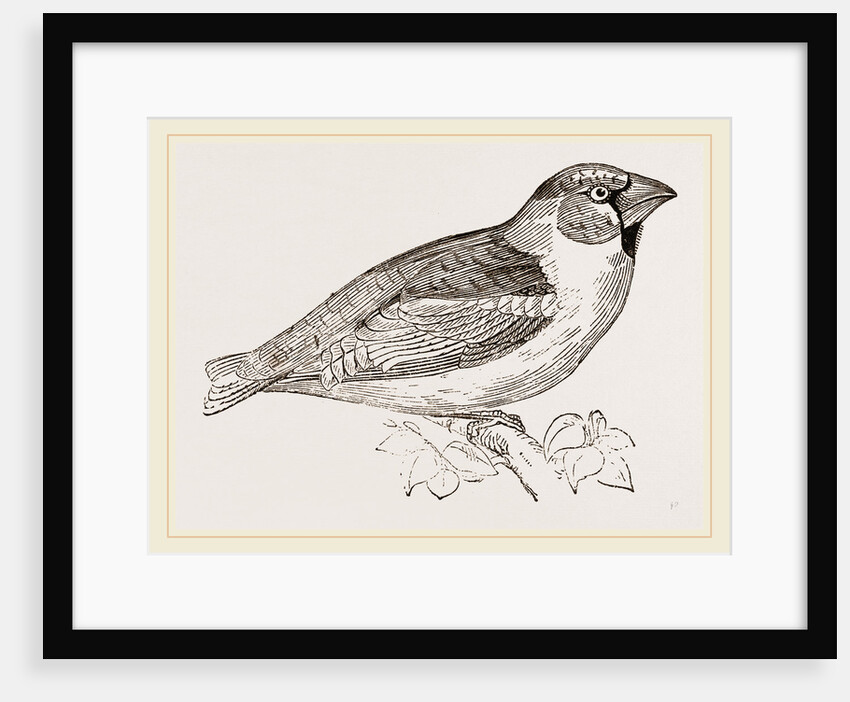 Hawfinch by Anonymous