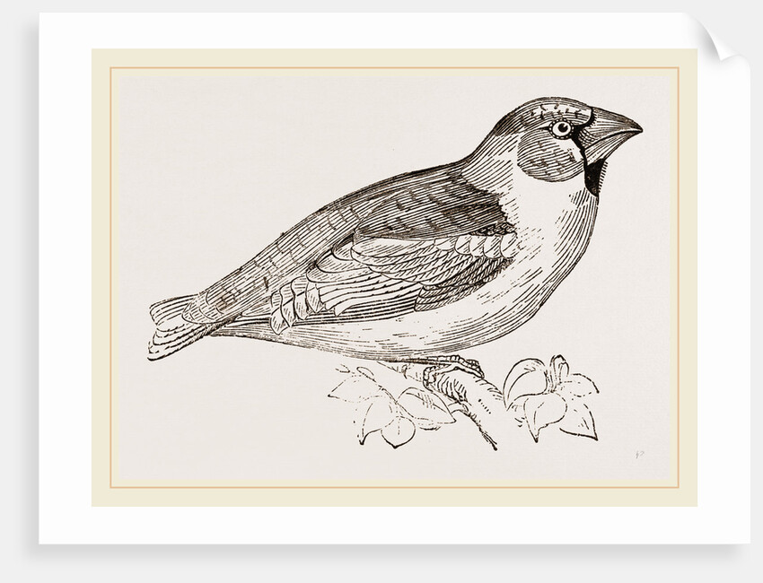 Hawfinch by Anonymous
