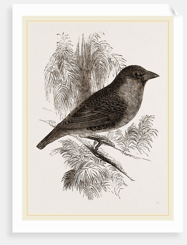 Sociable Weaver-Bird by Anonymous