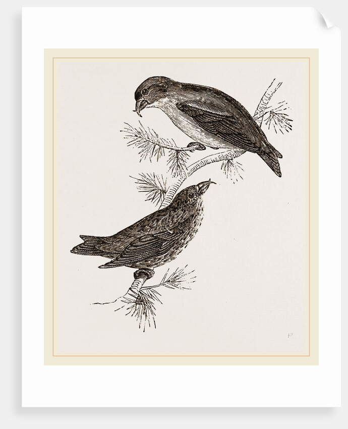 Crossbills by Anonymous