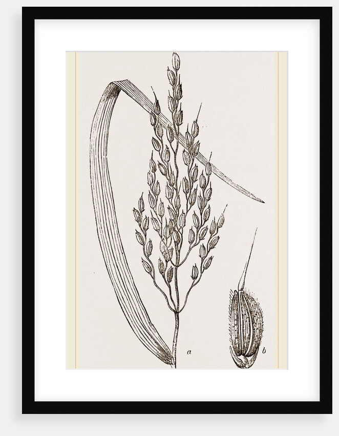 Panicle of the Rice-plant by Anonymous
