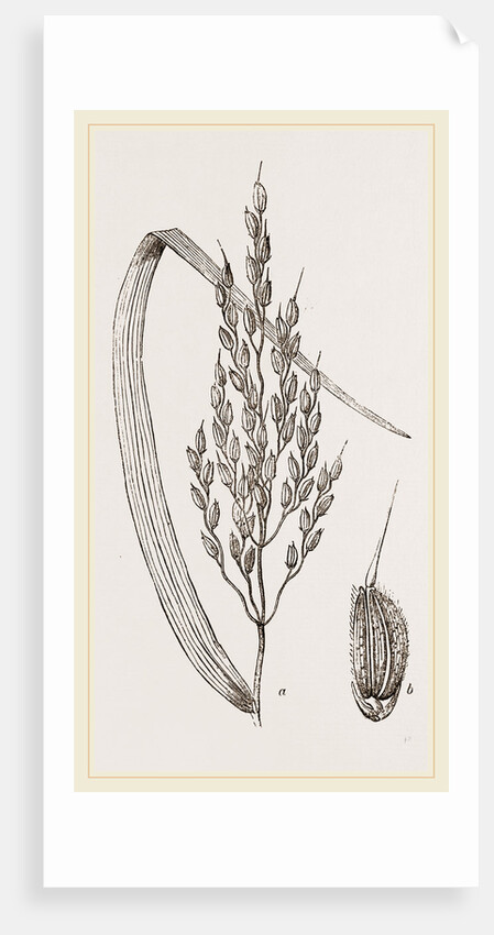 Panicle of the Rice-plant by Anonymous