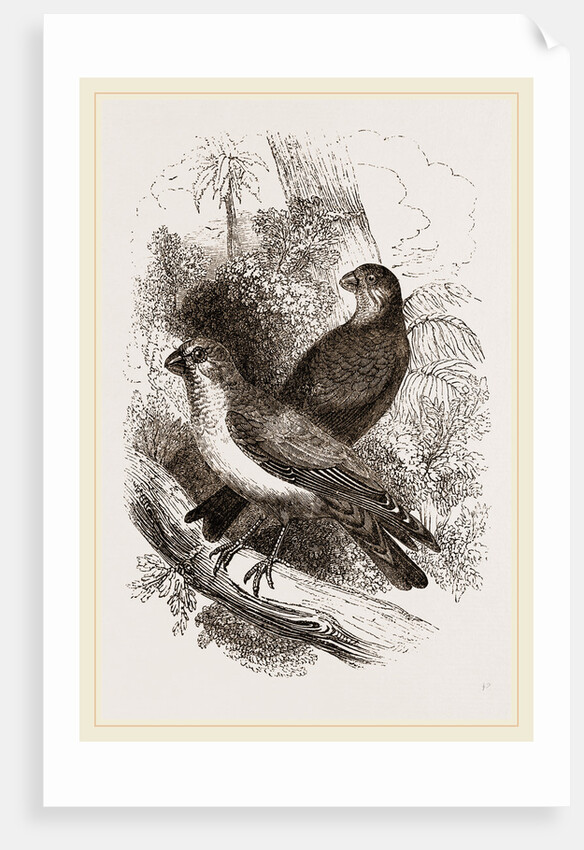 Thick-billed Bullfinches by Anonymous
