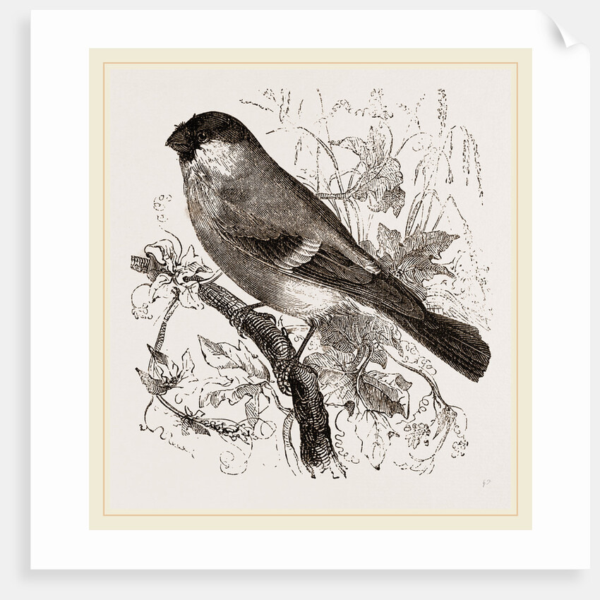 Bullfinch by Anonymous