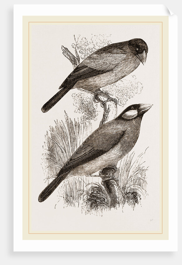 Crossbills by Anonymous