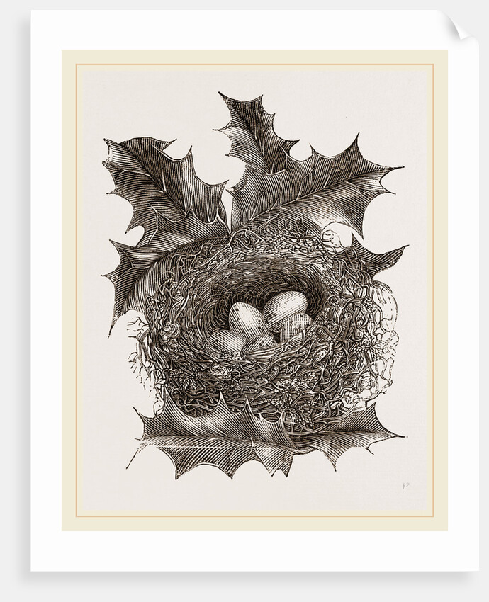 Nest of Greenfinch by Anonymous