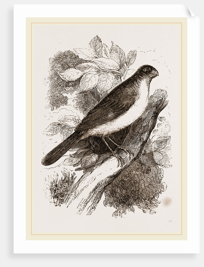 Blue Bullfinch by Anonymous