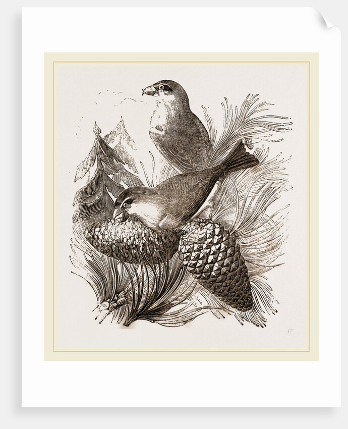 Crossbills by Anonymous