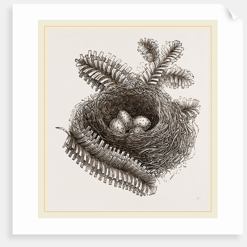 Nest of Bullfinch by Anonymous