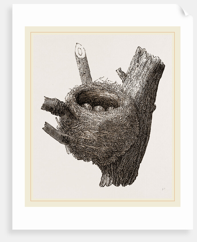 Nest of Chaffinch by Anonymous