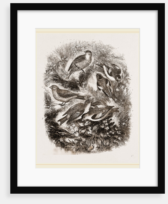 Group f Finches by Anonymous