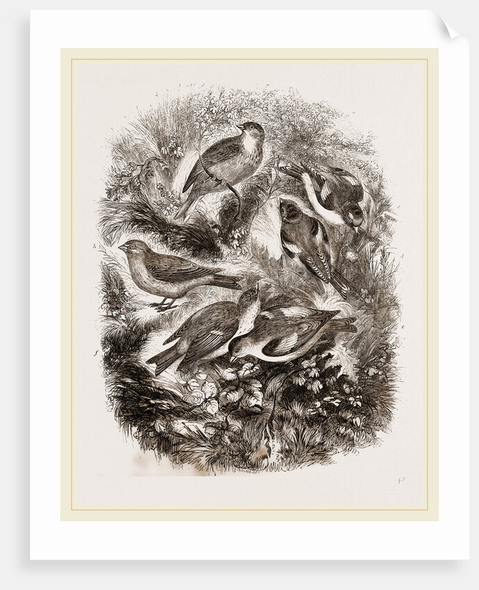 Group f Finches by Anonymous