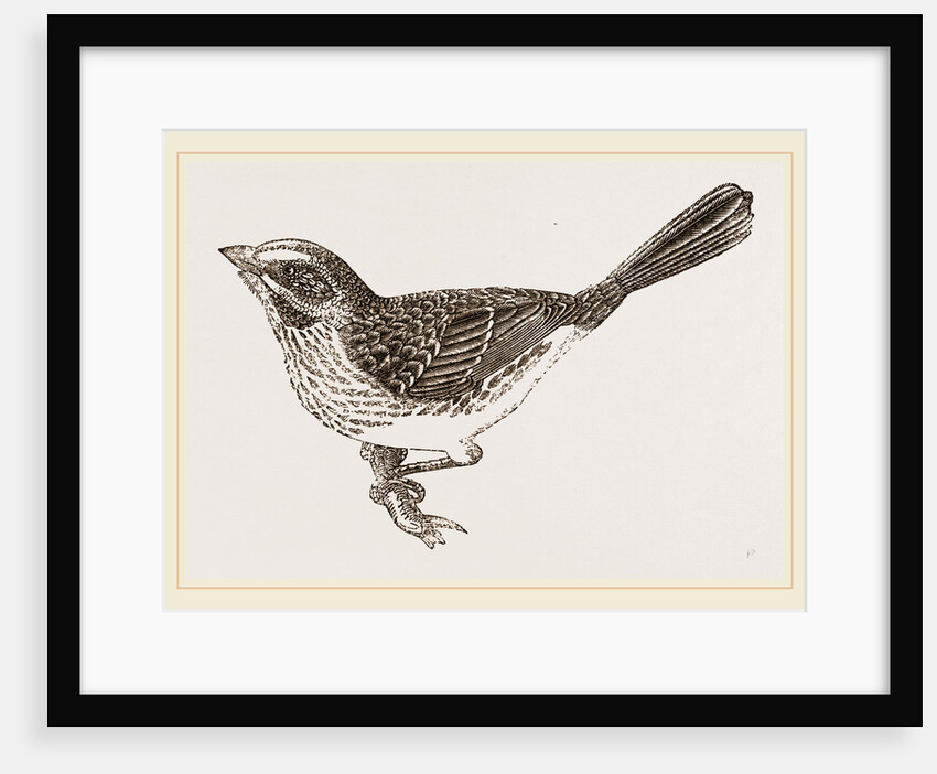 Song-Sparrow by Anonymous