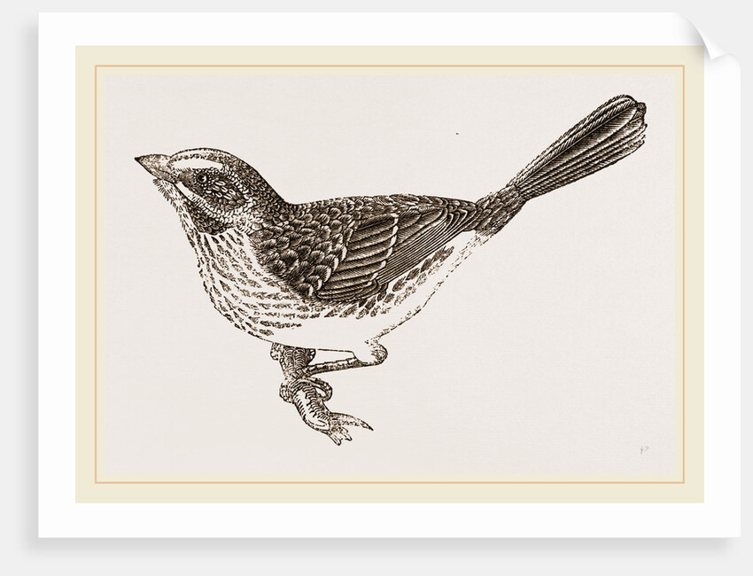 Song-Sparrow by Anonymous