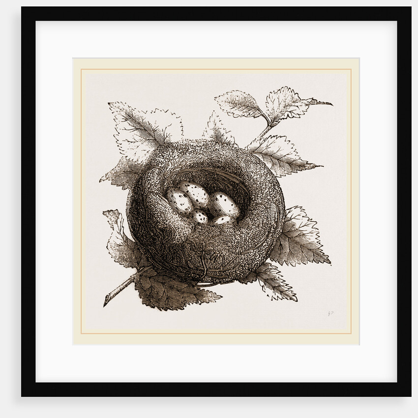 Nest of Goldfinch by Anonymous