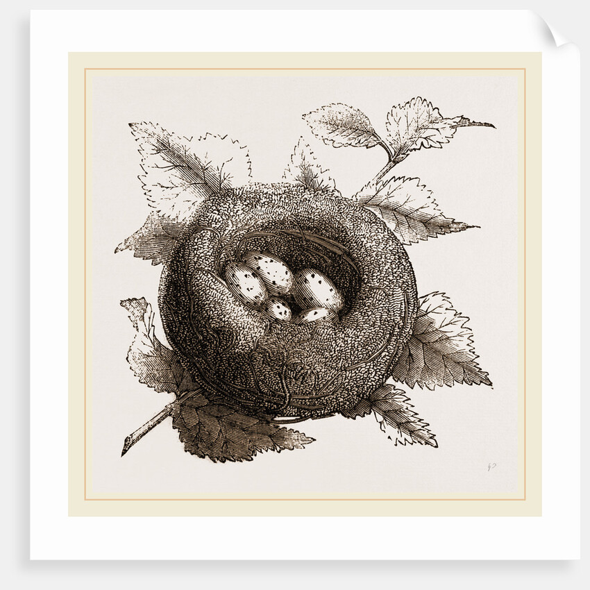 Nest of Goldfinch by Anonymous