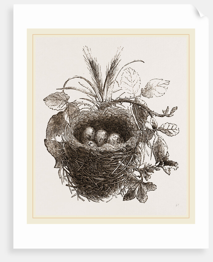 Nest of Yellow-Hammer by Anonymous