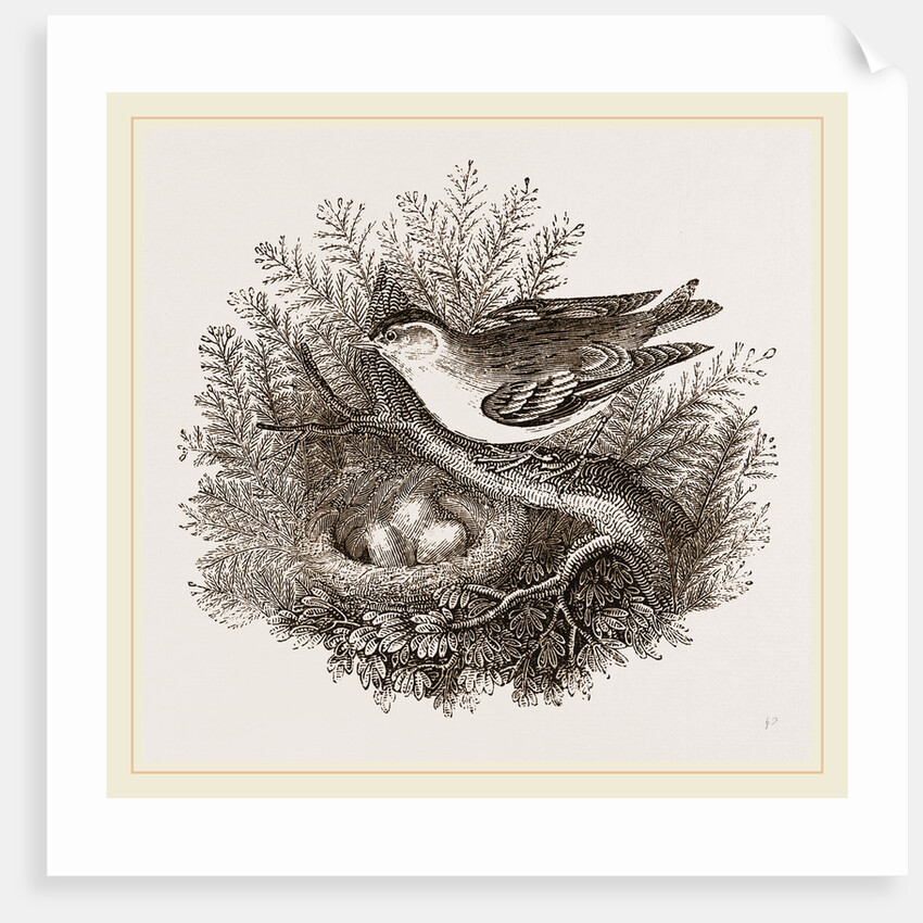 Siskin and Nest by Anonymous