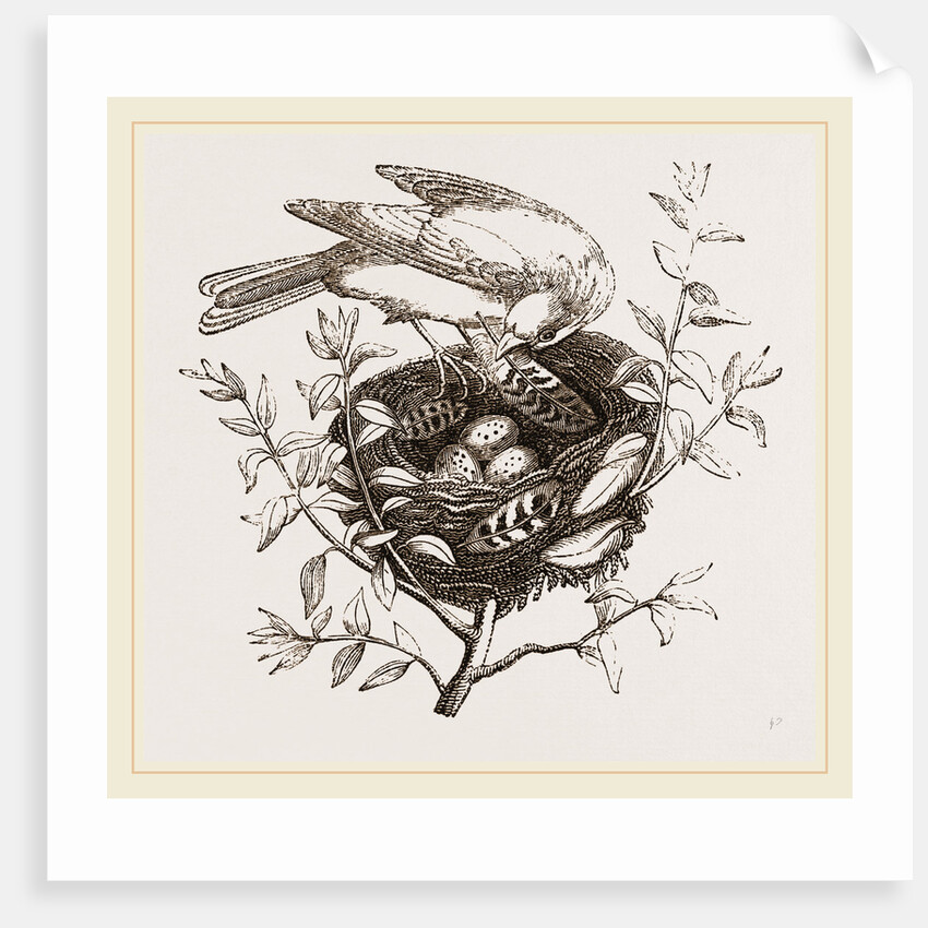 Canary Finch and Nest by Anonymous