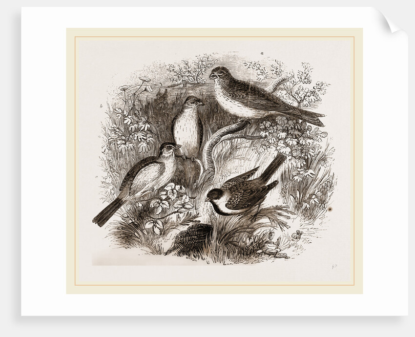 Group of Buntings by Anonymous