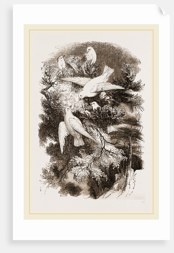 Snow-Birds by Anonymous