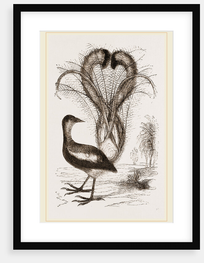 Lyre-Bird by Anonymous