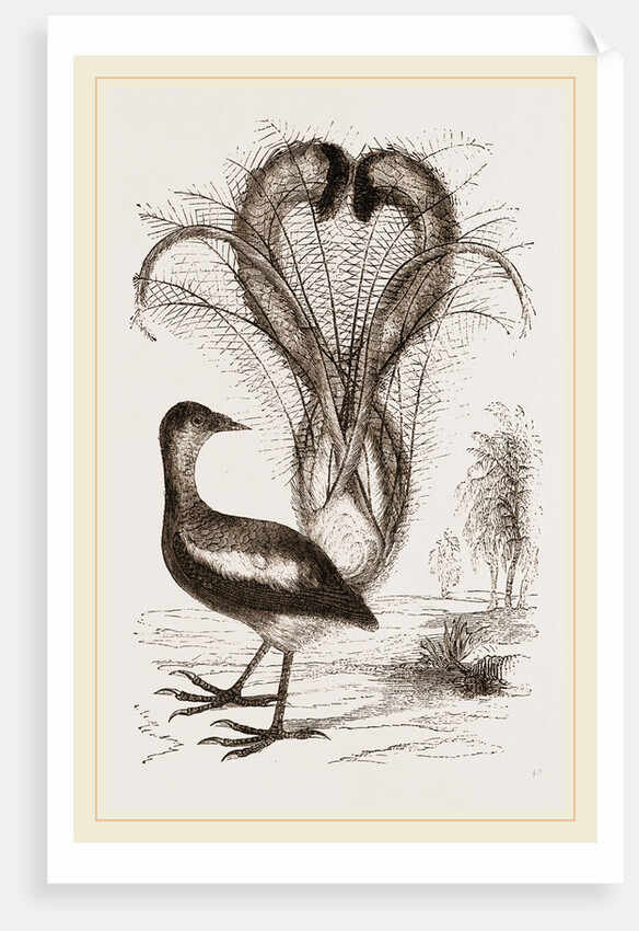 Lyre-Bird by Anonymous